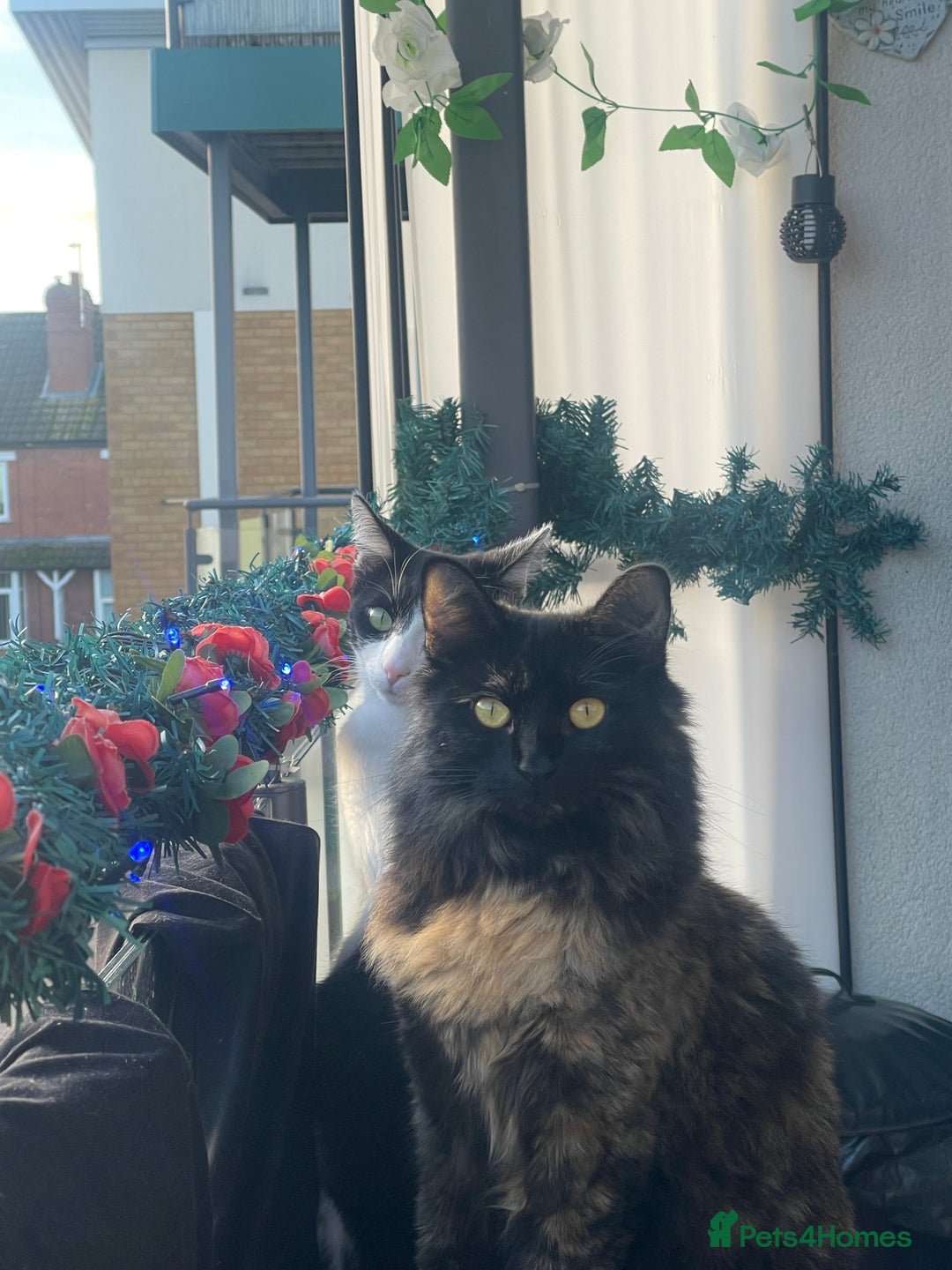 Mixed Breed cats for sale: Looking for a loving home.  - Advert 1