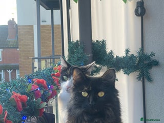 Mixed Breed cats Looking for a loving home. - Advert 1