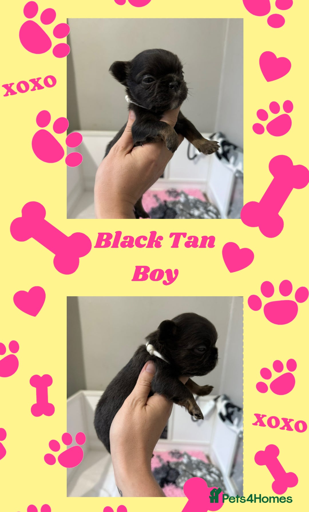 French Bulldog dogs for sale: Fluffy French Bulldogs - Image 2