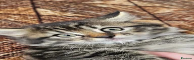 Domestic Longhair 1