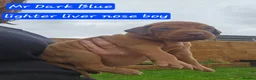 Rhodesian Ridgeback dogs for sale: Beautiful Rhodesian Ridgeback Puppies  in Doncaster - Advert 15