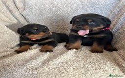 Rottweiler dogs for sale: Beautiful breed Rottweiler puppies  - Image 11