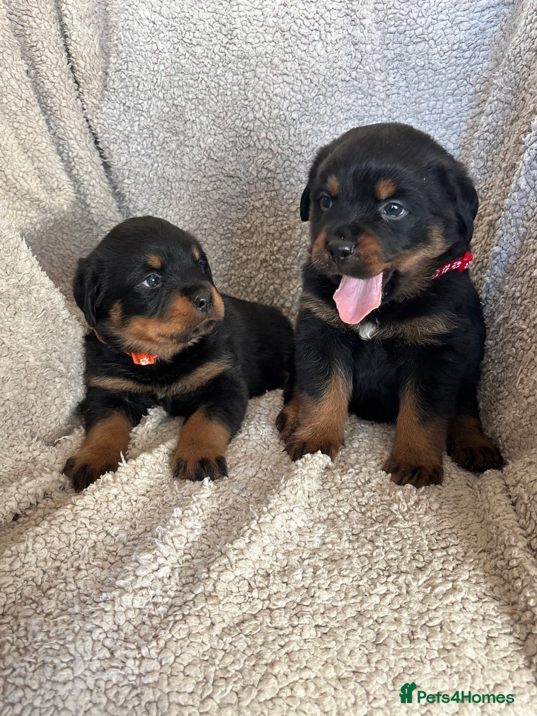 Rottweiler dogs for sale: Beautiful breed Rottweiler puppies  - Image 11