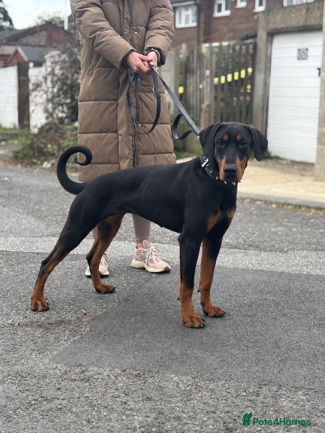 Dobermann dogs 11 month old female doberman - Advert 1