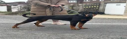 Dobermann dogs for sale: 11 month old female doberman - Advert 1
