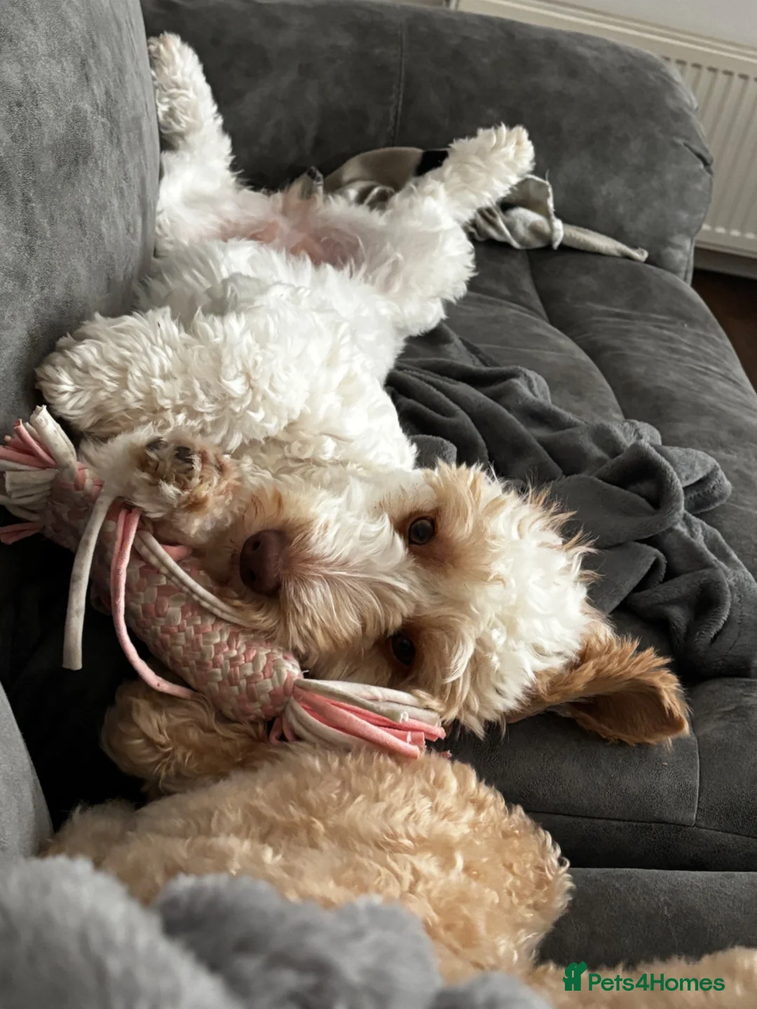 Cockapoo dogs for sale: Cockapoo Girl For Sale - Please Read Full Advert - Advert 6