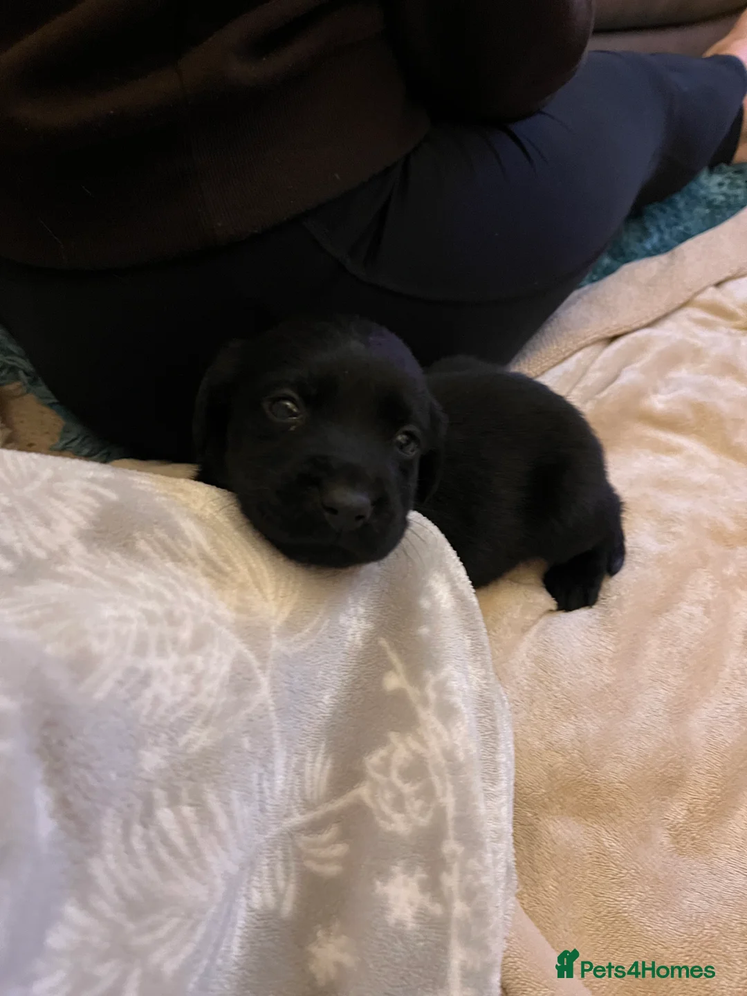 Labrador Retriever dogs for sale: Working Labrador's for sale.   - Advert 2