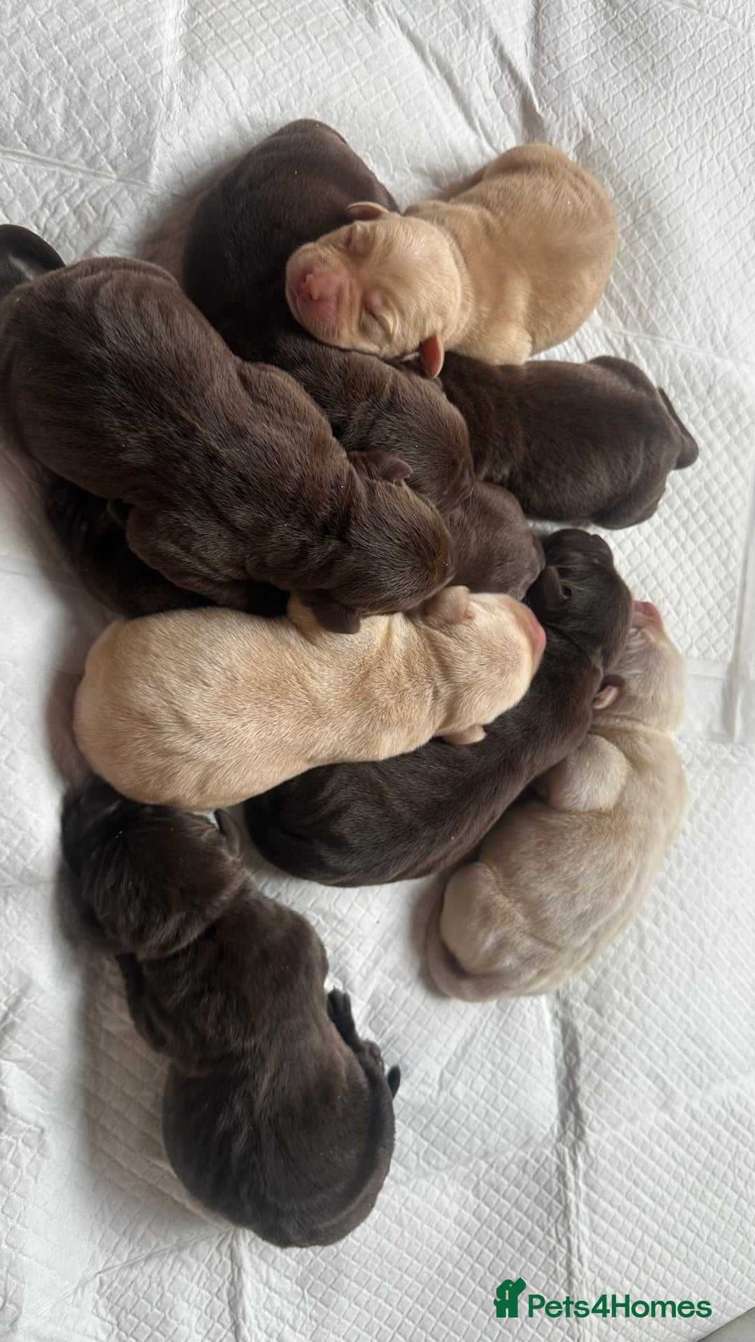 Labrador Retriever dogs for sale: 9 perfect Labrador puppies  - Advert 12