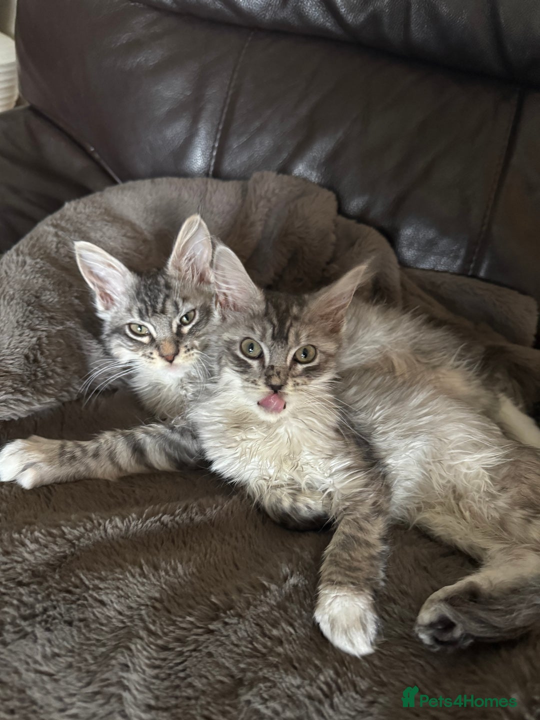 Maine Coon cats for sale: Three Mainecoon kittens for sale - Image 2