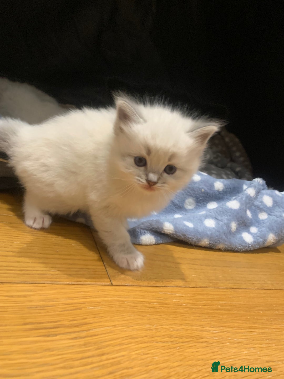 Ragdoll cats for sale: Beautiful Ragdoll kittens looking 4 loving home - Advert 14