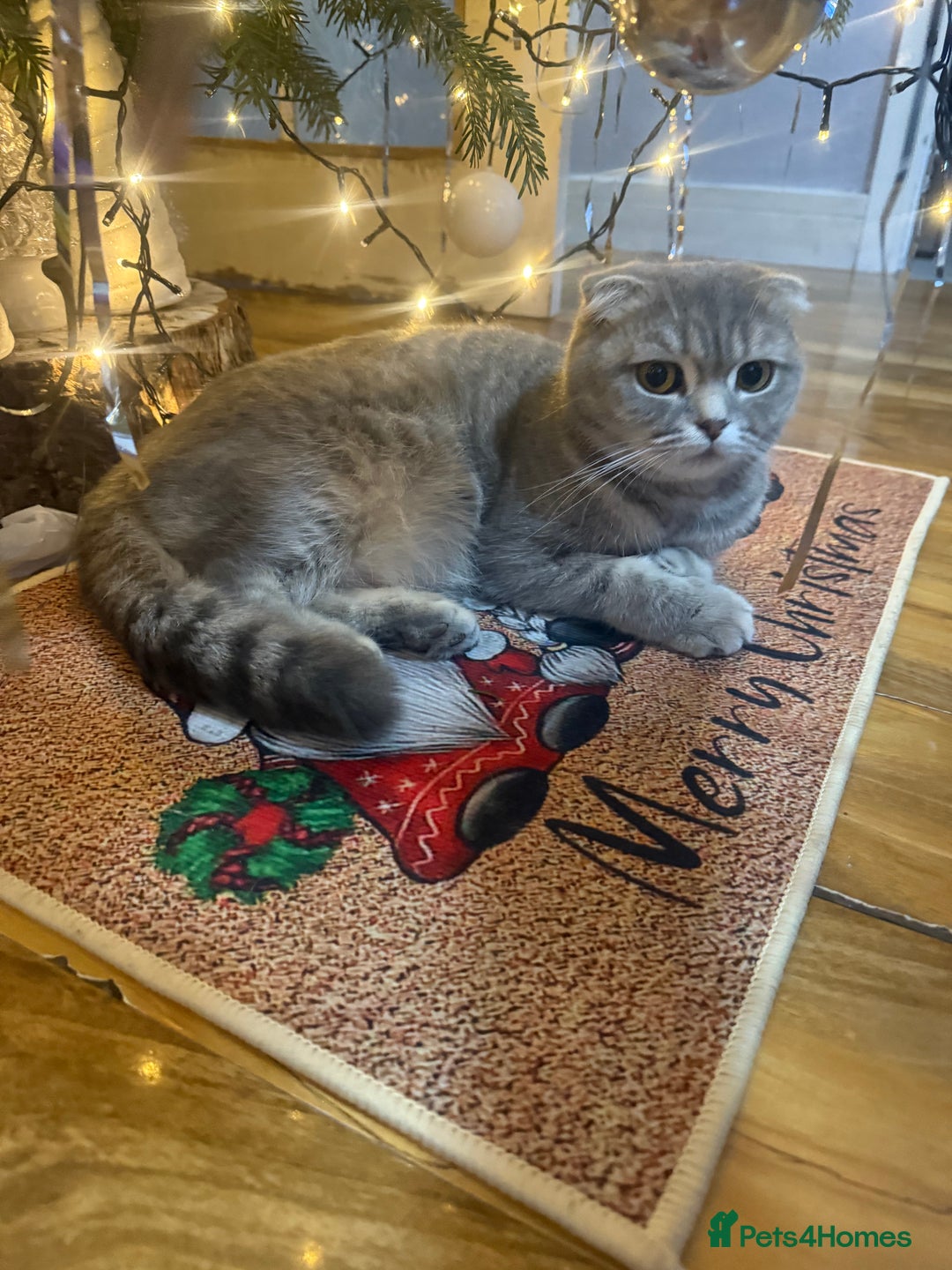 Scottish Fold cats for sale: Scottish fold kittens  - Advert 1