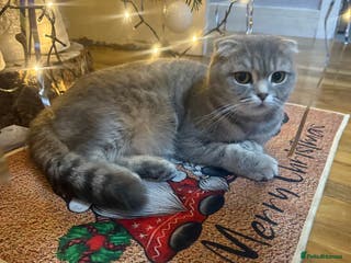 Scottish Fold cats Scottish fold kittens - Advert 9