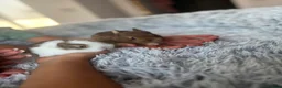 Netherland Dwarf rabbits for sale: Netherland Dwarf rabbits  - Advert 6