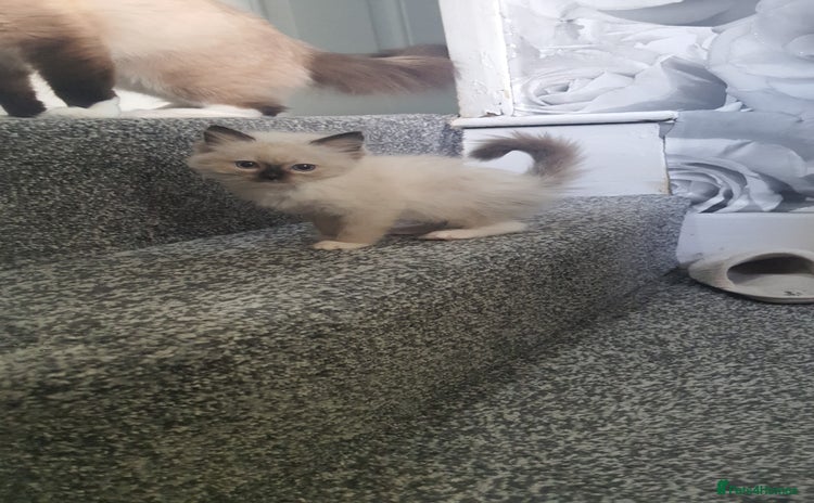 Ragdoll cats - Advert 16