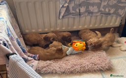 Cockapoo dogs for sale: MINIATURE COCKAPOO PUPPIES RUBYS & GOLDEN  - Image 9