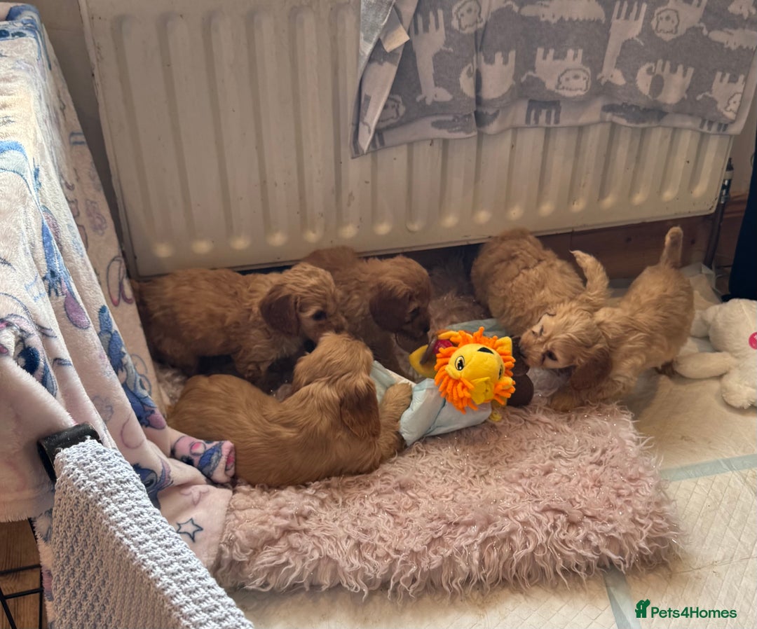 Cockapoo dogs for sale: MINIATURE COCKAPOO PUPPIES RUBYS & GOLDEN  - Image 9