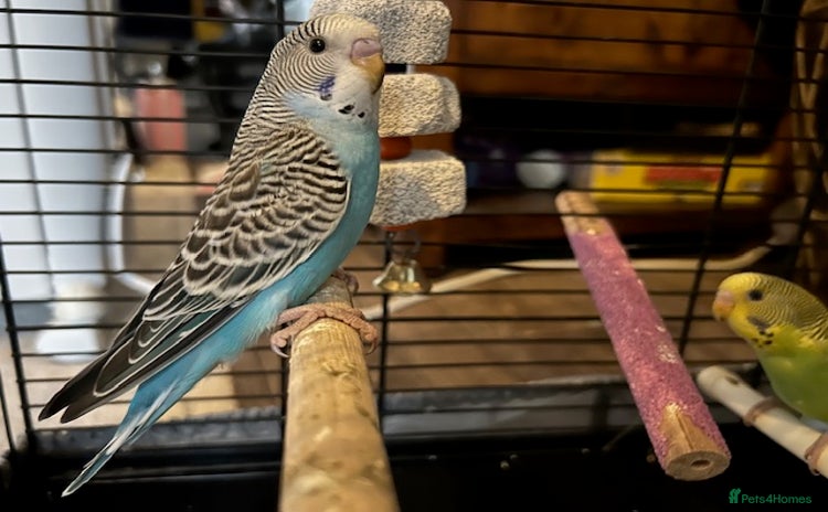 Budgerigars birds - Advert 14