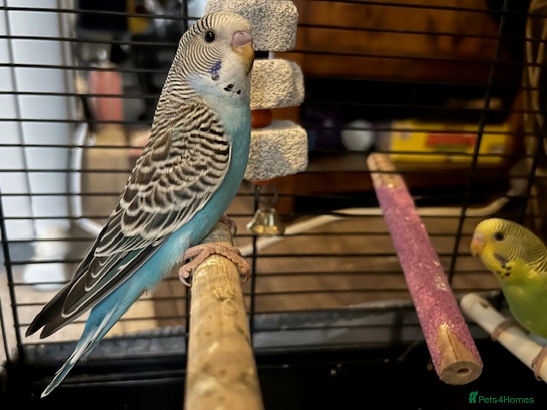 Budgerigars birds for sale: BUDGIES FOR SALE, all in good health - Image 2