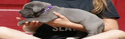 Cane Corso dogs for sale: 2 females left! Cane Corso puppies 9 weeks old - Advert 19