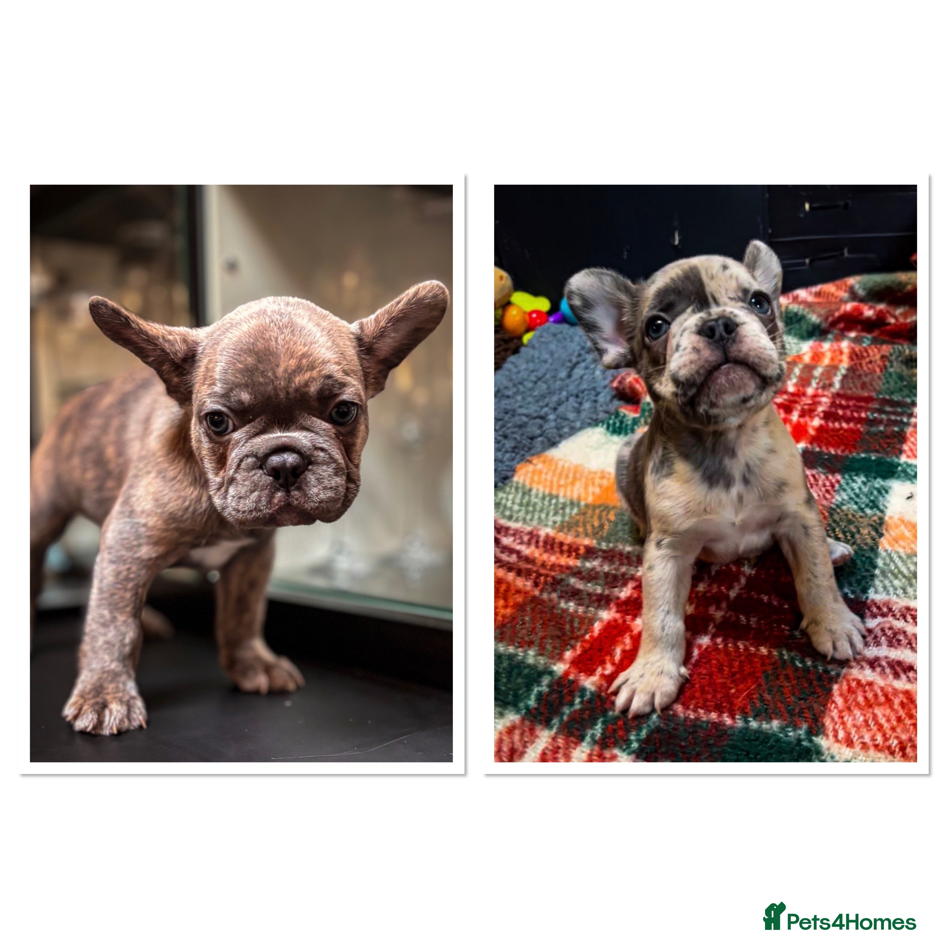 French Bulldog dogs Last 2 boys ready to leave now  in Nuneaton - Advert 7