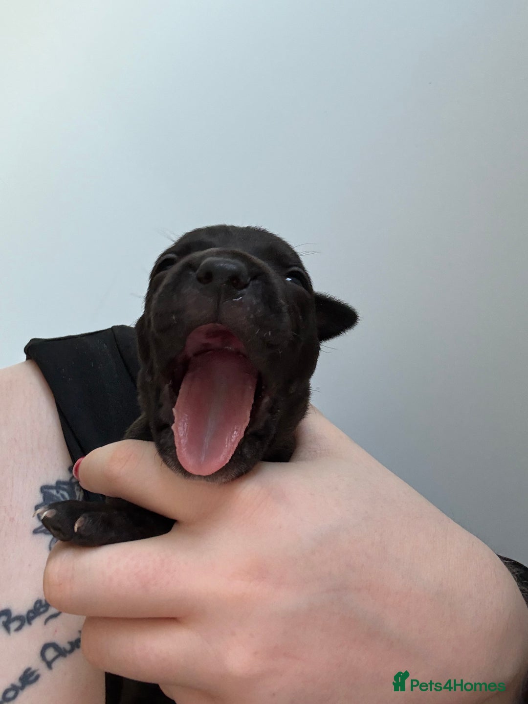 Staffordshire Bull Terrier dogs for sale: Staffy Pups  - Advert 15