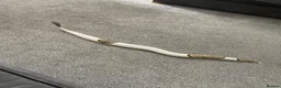 Python Snake reptiles for sale: Mojave Pied Het Albino Ball Python - Advert 3