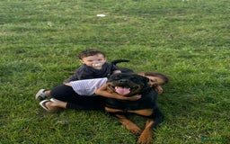Rottweiler dogs for sale: Kia rotty - Image 1