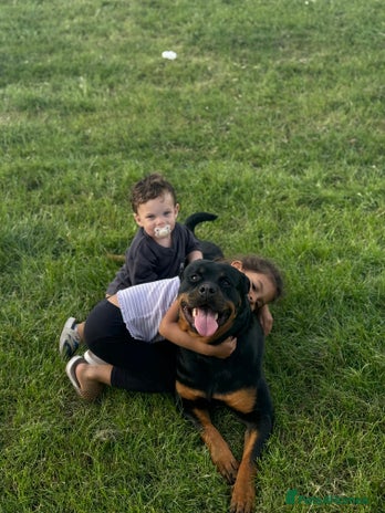 Rottweiler dogs - Advert 1