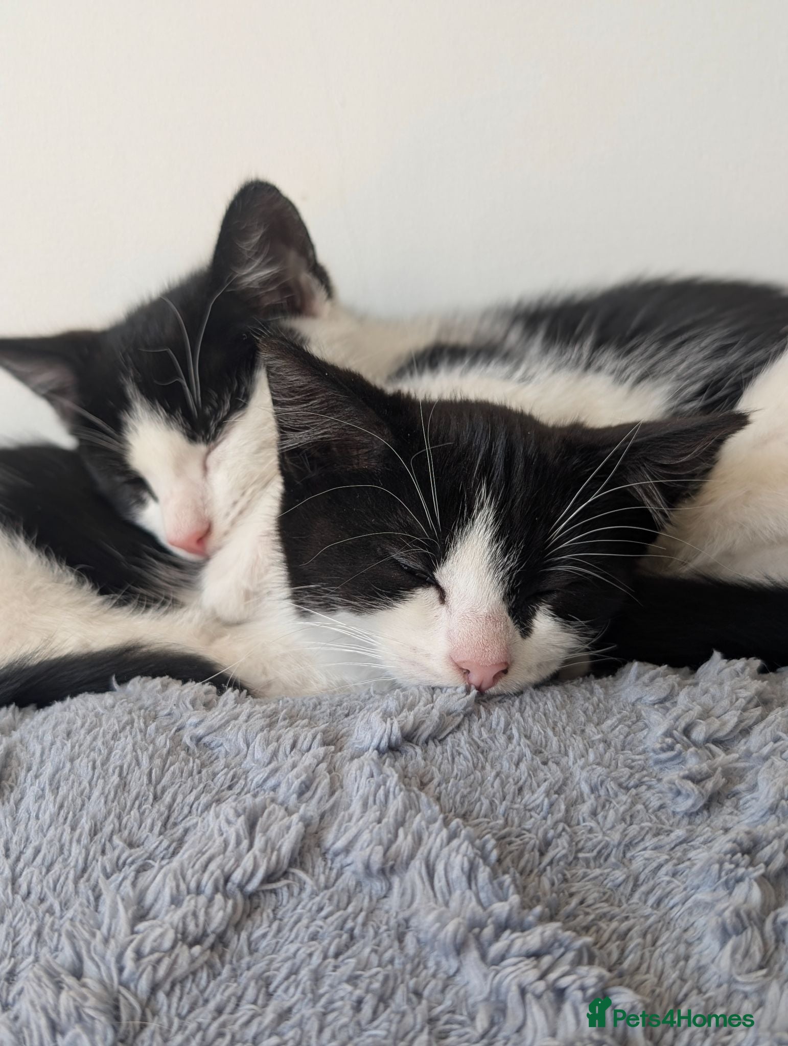Domestic Shorthair cats 2 female kittens - Advert 2