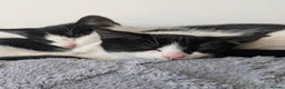 Domestic Shorthair cats for sale: 2 female kittens - Advert 1