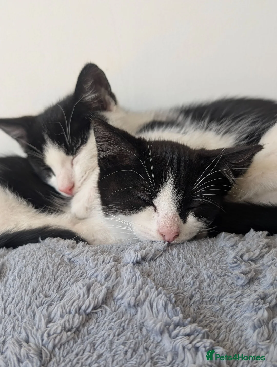 Domestic Shorthair cats for sale: 2 female kittens - Advert 1