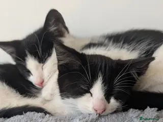 Domestic Shorthair cats 2 female kittens - Advert 1