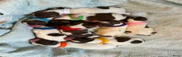 English Springer Spaniel dogs for sale: Willows pups in Bristol - Advert 8