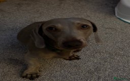 Dachshund dogs for sale: Dachshund  - Image 4
