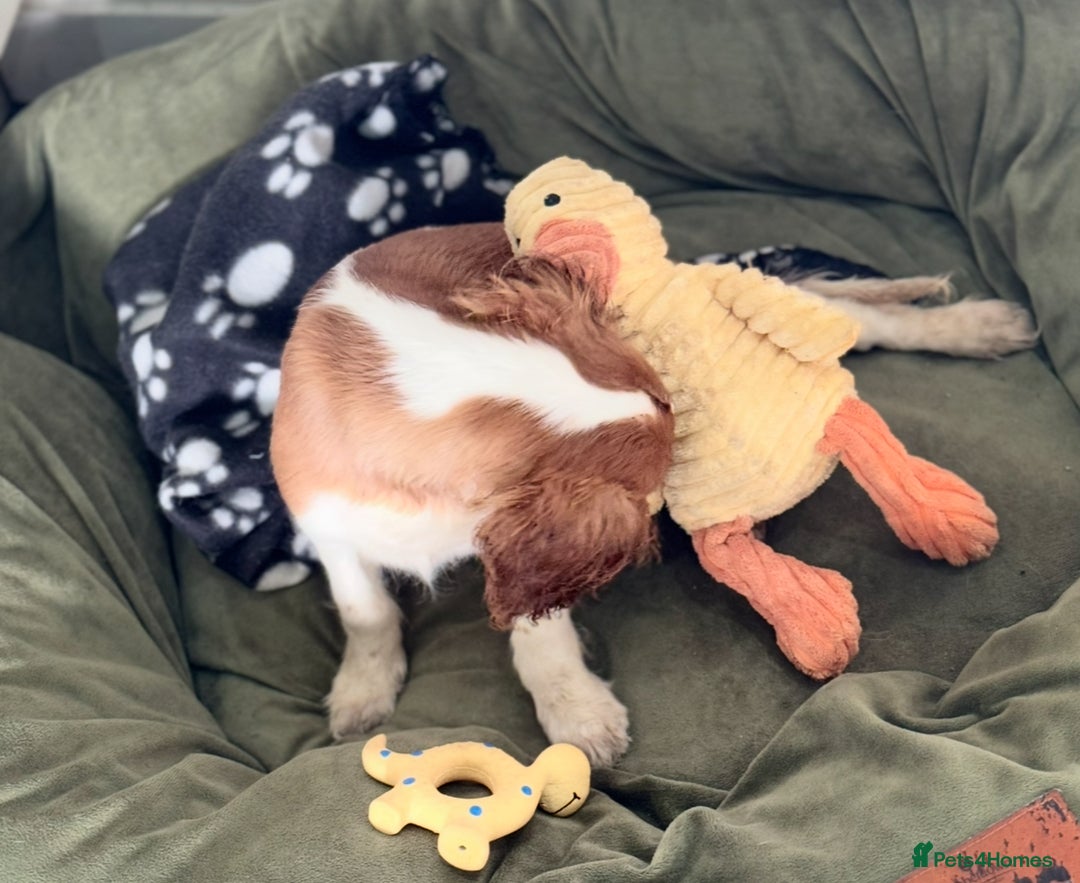 Cavalier King Charles Spaniel dogs for sale: Pippin - Health-checked Blenheim Boy - Advert 16