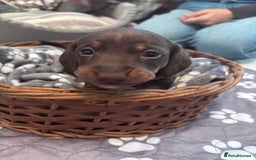 Miniature Dachshund dogs for sale: 2 boy miniature Dachshund puppies for sale - Image 3
