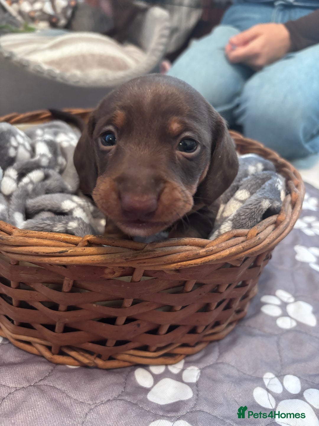 Miniature Dachshund dogs for sale: 2 boy miniature Dachshund puppies for sale - Image 3