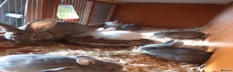 Mixed Breed rabbits for sale: Rex cross continental giant babies for sale in Dorchester - Advert 5