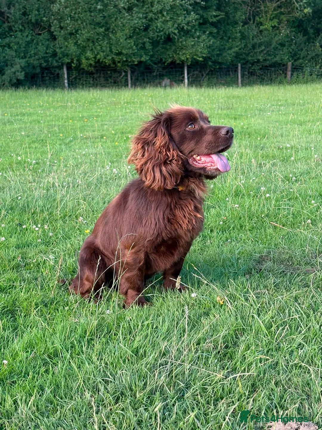 Cocker Spaniel dogs for stud: Available for Stud Gorgeous Working Cocker - Advert 2