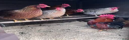 Chickens poultry for sale: Large Fowl and Bantam Hatching Eggs - Advert 18