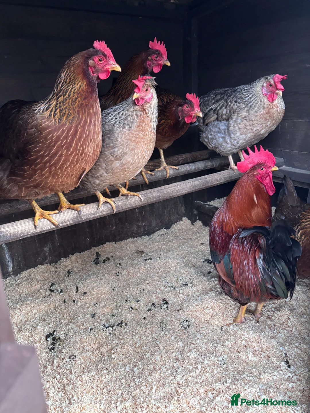 Chickens poultry for sale: Large Fowl and Bantam Hatching Eggs - Advert 18