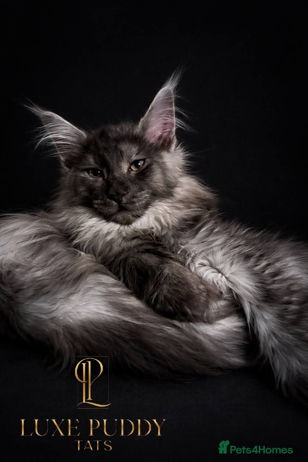 Maine Coon cats ⚜️ black smoke maine coon queen ⚜️ - Advert 1