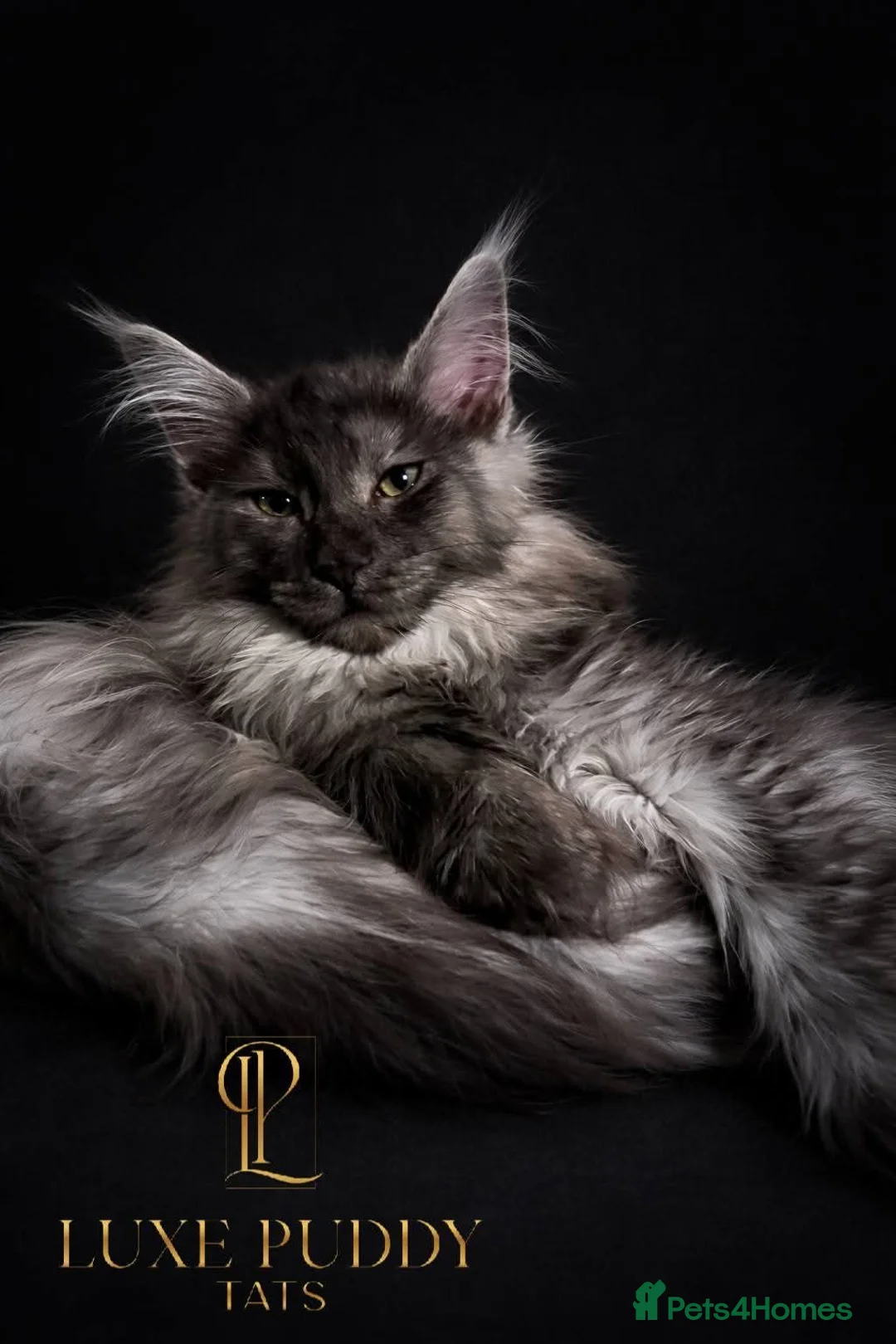 Maine Coon cats for sale: ⚜️ black smoke maine coon queen ⚜️ - Advert 1