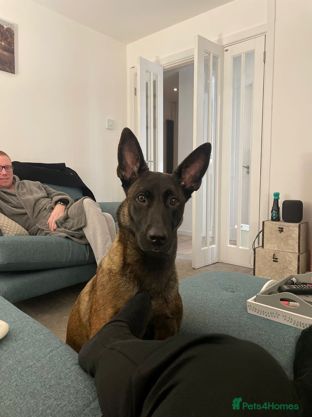 Belgian Shepherd Dog dogs for sale: Belgian Malinois x Dutch - Female 4 Yrs - Image 17