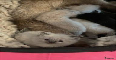Ragdoll cats - Advert 7