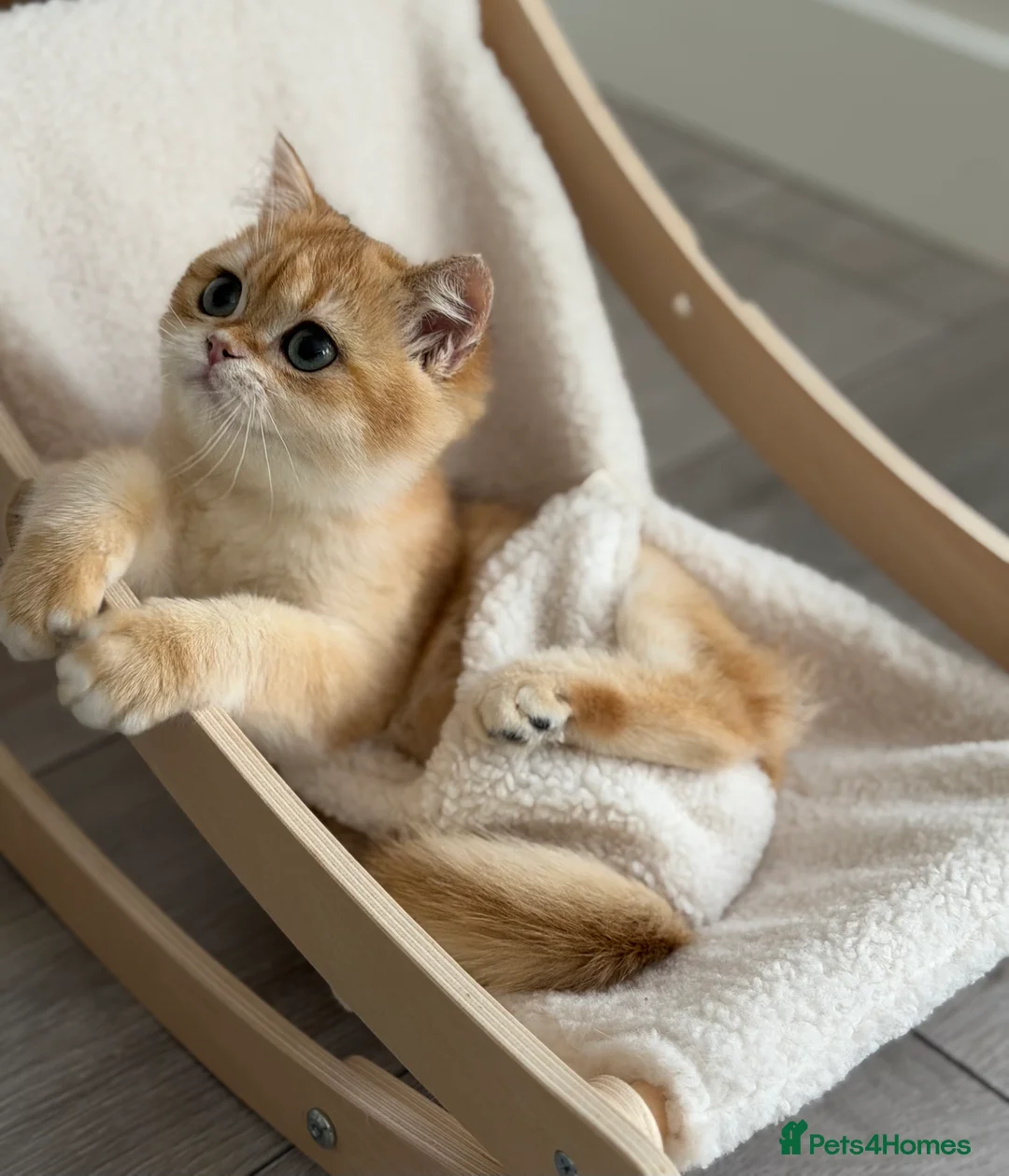 British Shorthair cats for sale: British Shorthair Golden Boy  - Advert 2