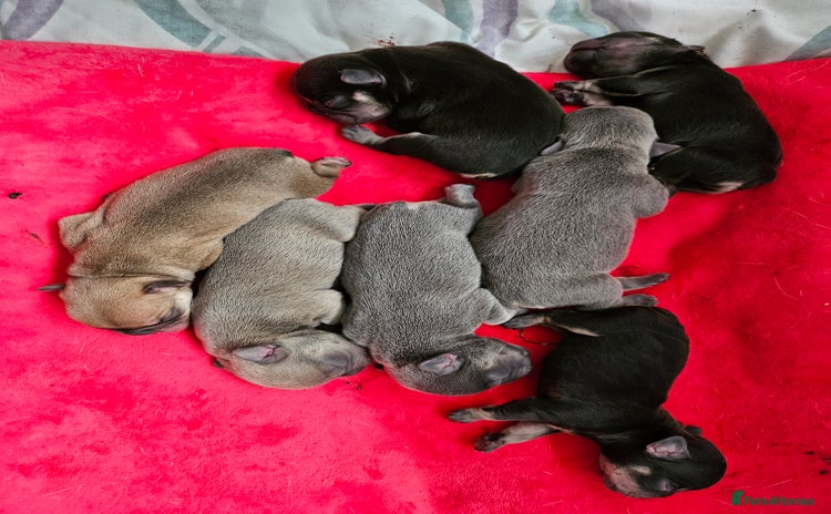 French Bulldog dogs - Advert 2