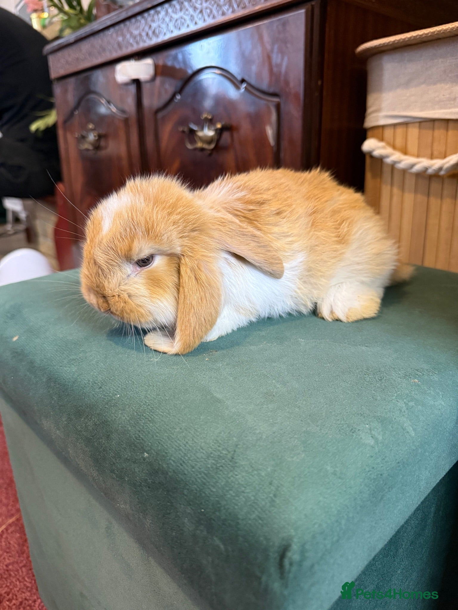 French Lop rabbits 1 Beautiful Pure French Lop Left ♥️ - Advert 1