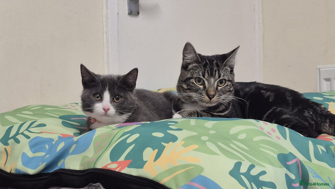 Domestic Shorthair cats for sale: Beans looking for a forever home  - Image 3