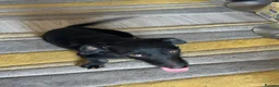 Mixed Breed dogs for adoption: Lovely little Jonny needs a new home - Advert 5